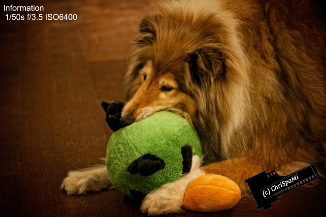 Schluß mit angry Bird !