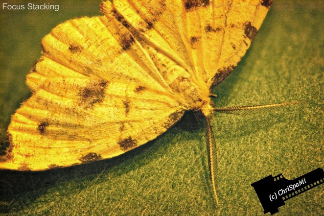 Focus Stacking : Der Nachtfalter