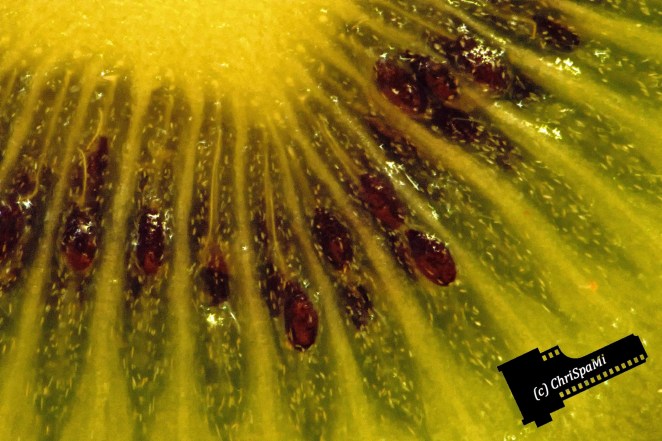 Actinidia deliciosa - die gute alte Kiwi