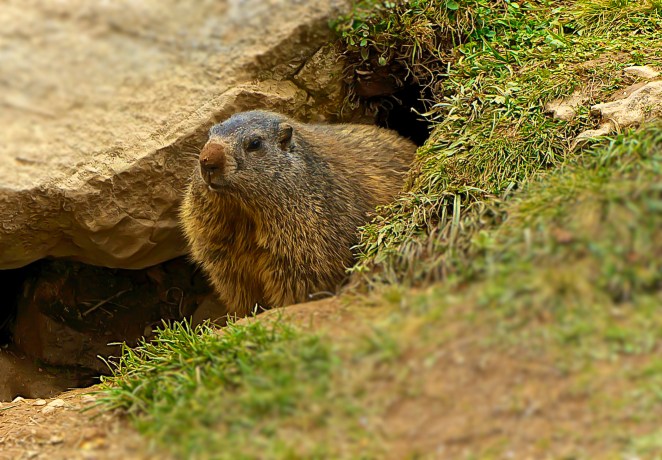 back to 2013 - Gruß vom Murmeltier