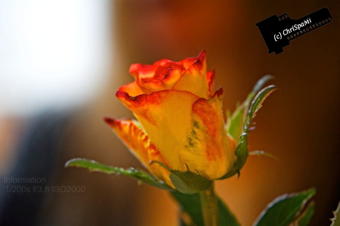 Eine Rose im Vorbeigehen...