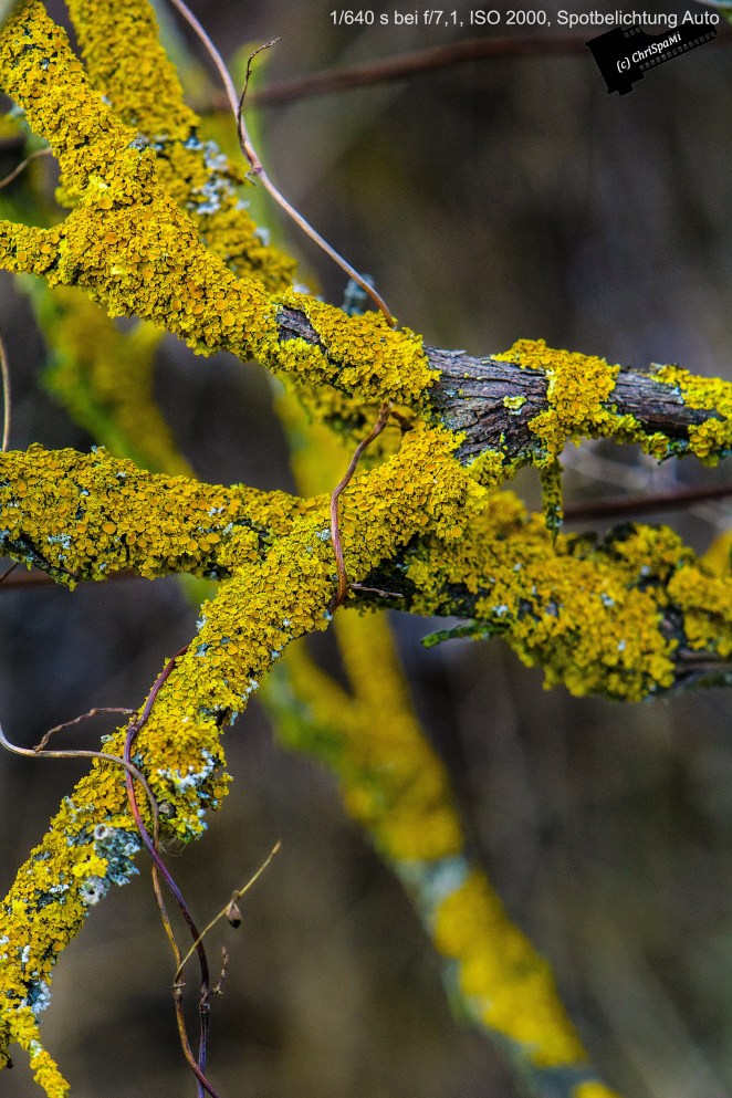 Flechte im Hochformat