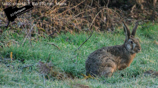 heute im Vorgarten - wild world