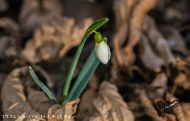 Er ist wieder da...der Frühling