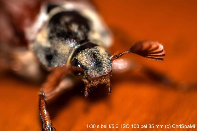 Auf Grund des großen Erfolges - Der Maikäfer II : Jetzt erst recht