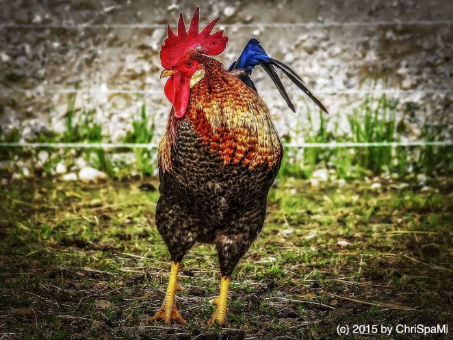 KONICA MINOLTA DIGITAL CAMERA