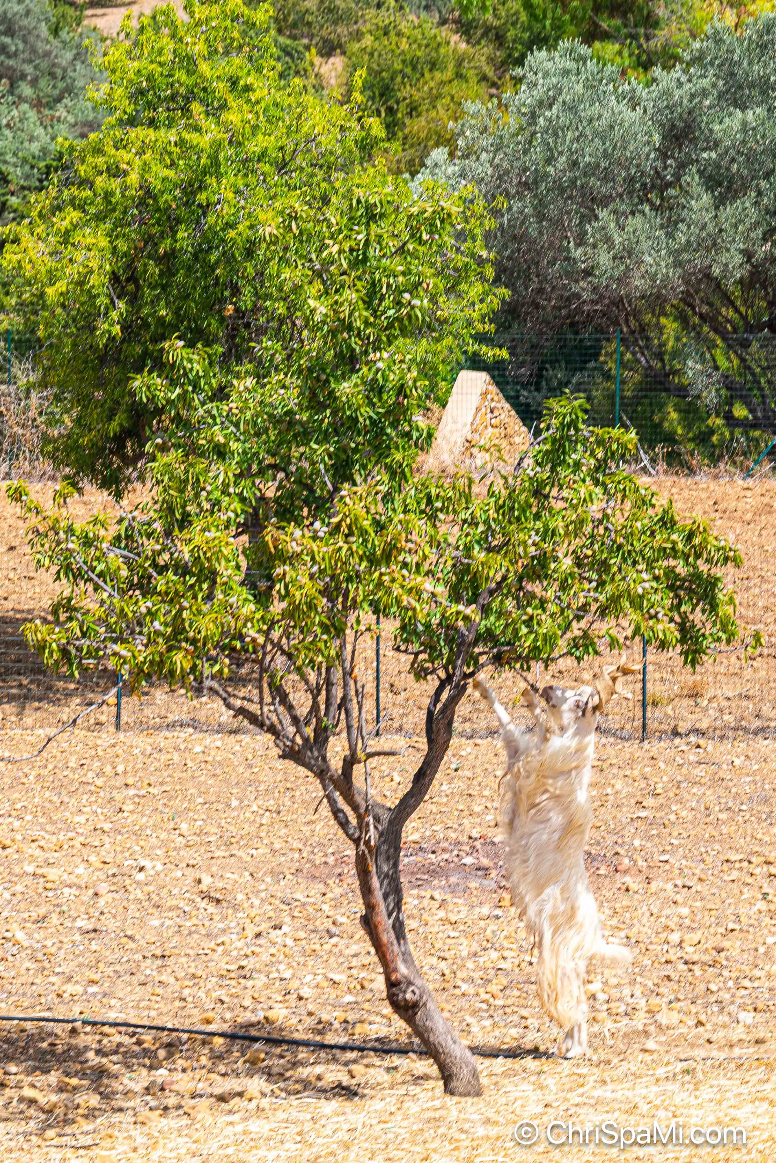 Das Tal der Tempel von Agrigento II